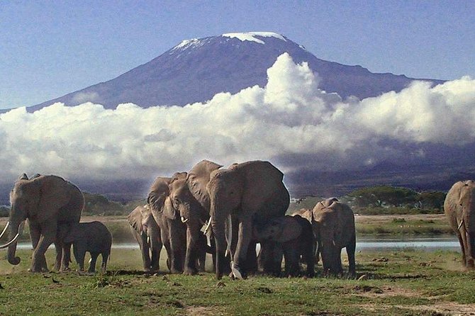 Amboseli National Park Guided Full Day Tour - Inclusions