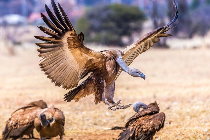 Around Gaborone Adventure - Inclusions and Transportation