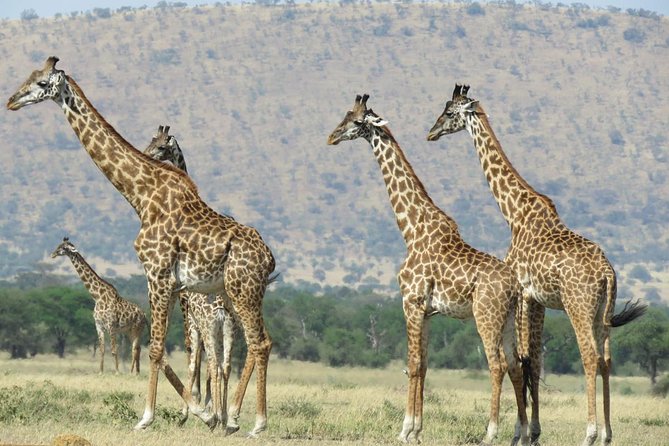 Arusha National Park Game Drive and Walking Safari Day Tour - Frequently Asked Questions