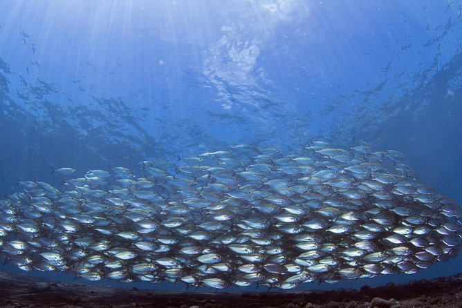 Bali Diving Day Trip-Manta Point/Tulamben Shipwreck-Fun Dive - Logistics and Meeting Point