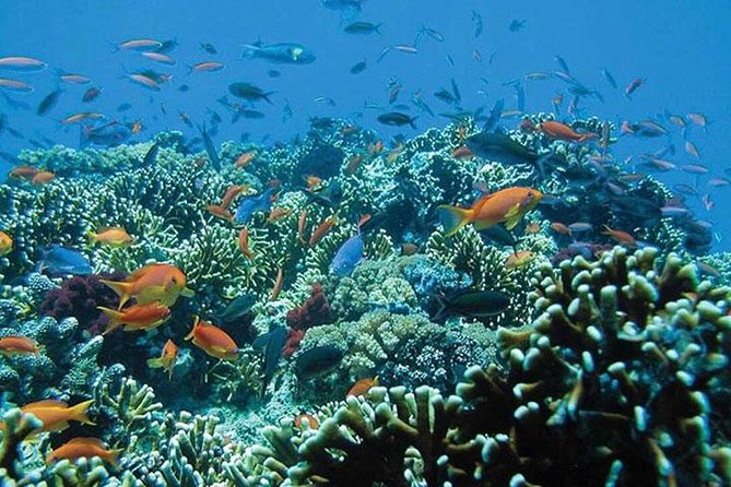 Bali Snorkeling Tour at Blue Lagoon Beach - All-Inclusive - Customer Reviews