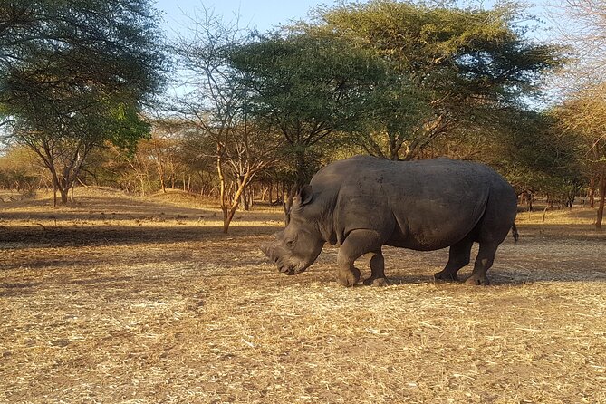 Bandia Park Safari (Minimum 2 Participants) - Itinerary Overview
