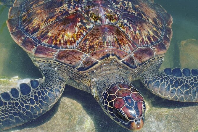 Baraka Aquarium; Jozani Forest Tour; Kuza Cave; Paje Beach; The Rock Restaurant - Tour Details for Paje Beach