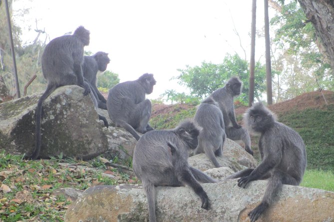 Batu Caves,Hot Spring, Monkey & Fireflies Tour With Dinner - Frequently Asked Questions