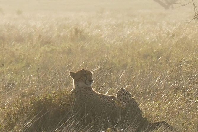 Best Tanzania Safari Tarangire Day Tour With Kilinge Adventure - Meeting and Pickup