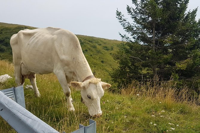 Bike Tour On Monte Grappa - Meeting and Pickup Options