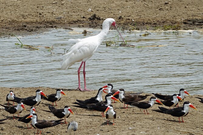 Birding And Nature Tours - Pickup and Drop-off