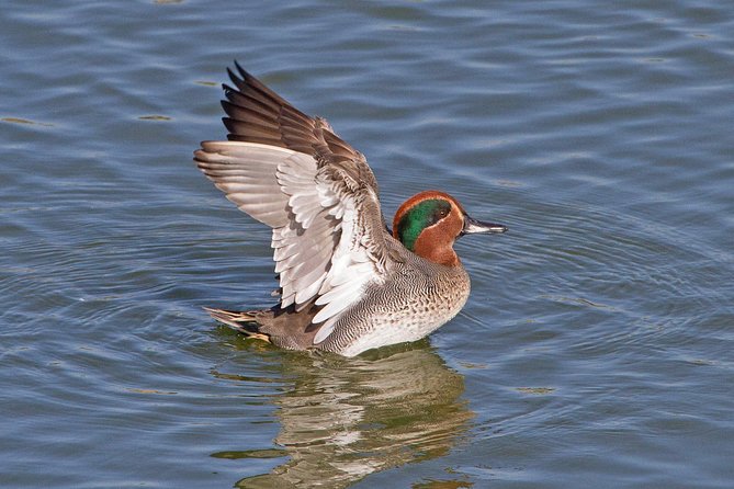 Birding in Tavira and Ria Formosa: Your Nemesis Bird Destination - Self-Guided - Must-See Bird Species