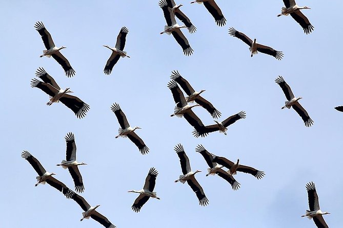 Birds, Nature and Sightseeing Tour Around the Varna - Beloslav Lake - What To Expect During the Tour