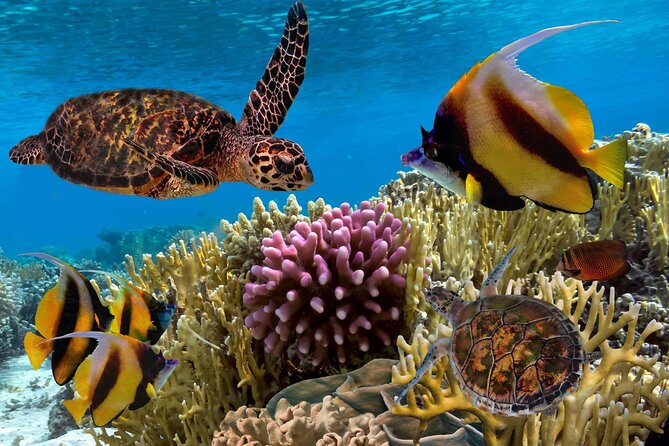 Blue Lagoon Snorkeling; Starfish Adventure; The Rock; Paje Beach; Jozani Forest - Tour Overview