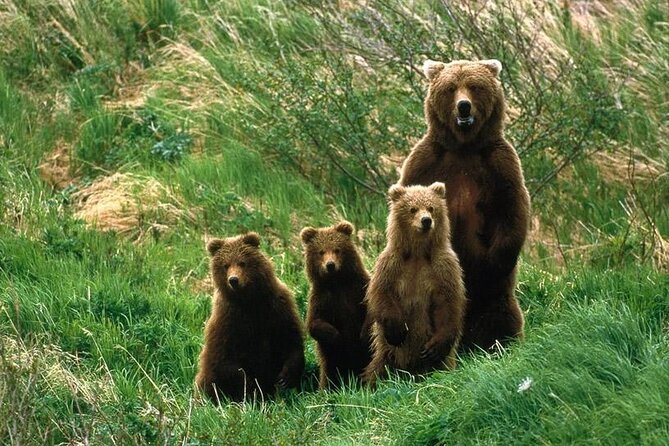 Brown Bear Watching Experience at the Bear Sanctuary - Price and Guarantee