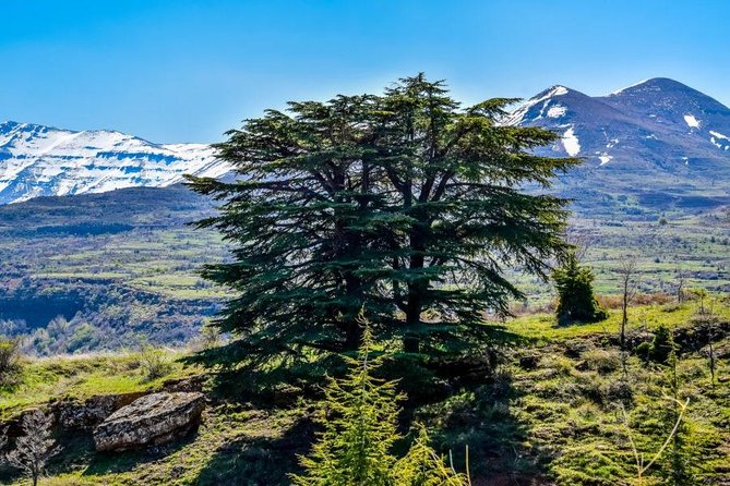 Budget Tour to Baalbek, Ksara and Cedars - Cancellation Policy