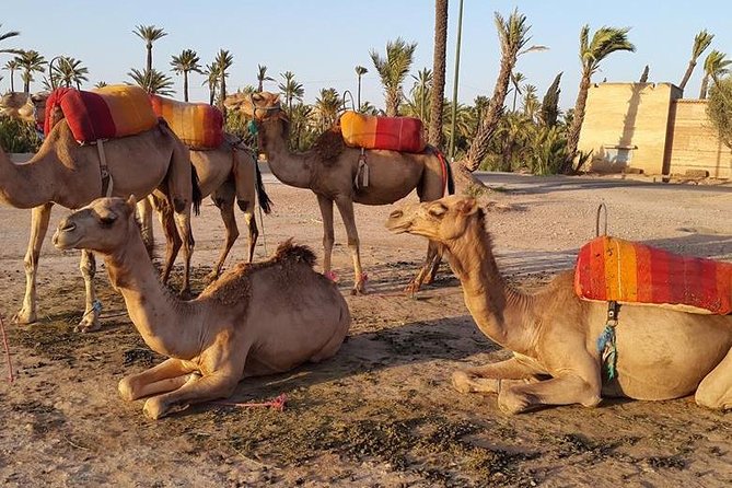Camel Ride in Marrakech Palmeraie Area - Booking Information