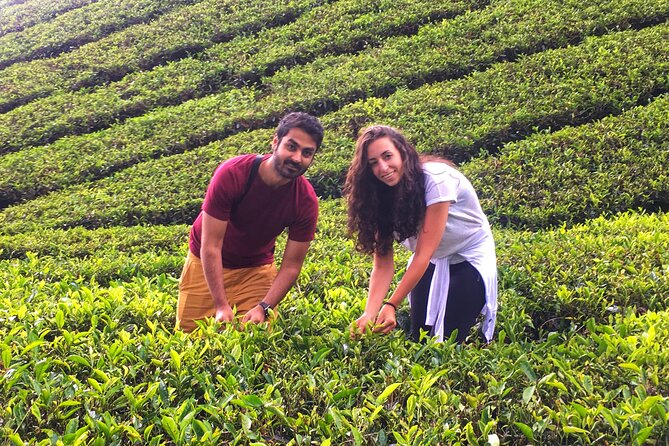 Cameron Highland Best Tour From Ipoh (Private Day Trip) - Guide Expertise