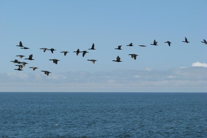 Cape Cross Seal Colony Tour From Swakopmund, Namibia