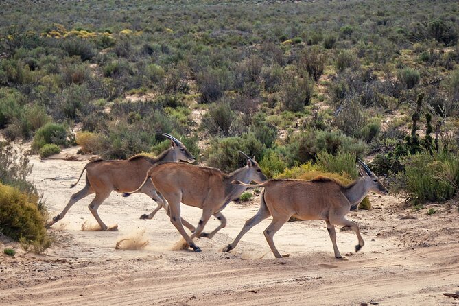 Cape Town Afternoon Safari With Transport and Lunch - Accessibility and Restrictions