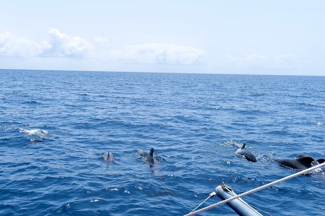 Catamaran Half Day - Beautiful Day on the Atlantic Ocean - The Sum Up