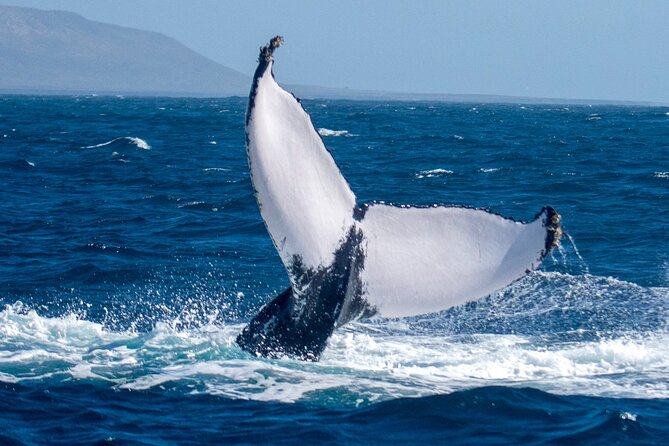 Catamaran Sailing Tour and Whale Watching in Boa Vista - Booking Info