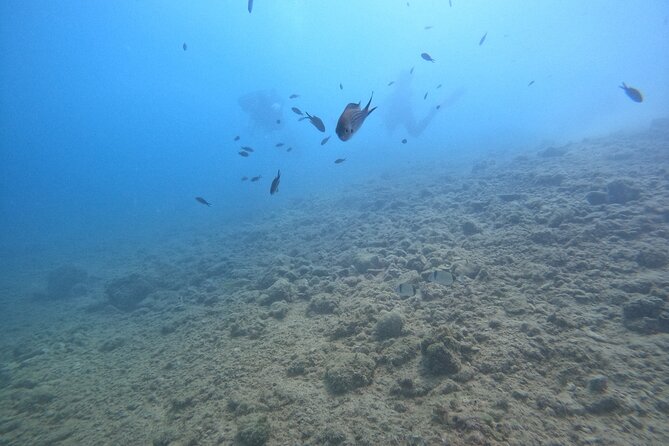 Chania Try Scuba Diving for Beginners - Inclusions and Additional Info