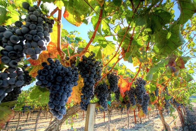 Chianti Lovers Private Tour - Two Wineries Tour From Montecatini - Inclusions and Exclusions