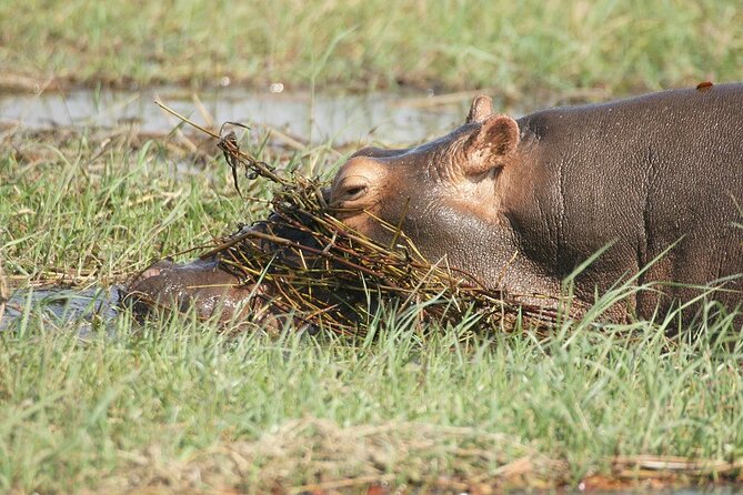 Chobe Day Trip - Directions and Pickup