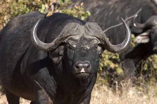 Chobe Day Trip From Livingstone - Delectable Buffet Lunch Included