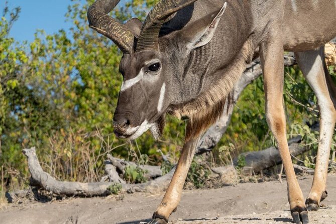 Chobe Day Trip in Botswana - The Sum Up