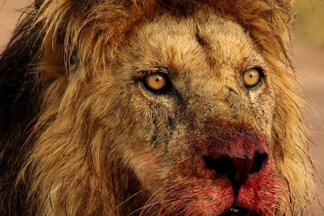 Chobe Full Day Safari With Victoria Falls Sunrise Tour Combo - Pickup Details