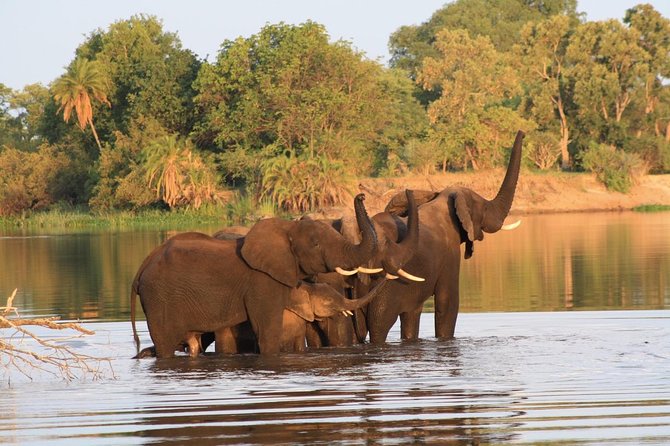 Chobe Full Day Trip - Reviews
