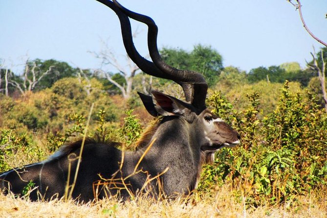 Chobe National Park Full Day Safari (Botswana) - Booking Confirmation and Cancellation Policy