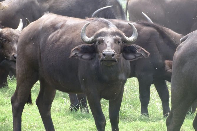 Chobe Safari Experience Day Trip - Inclusions and Exclusions