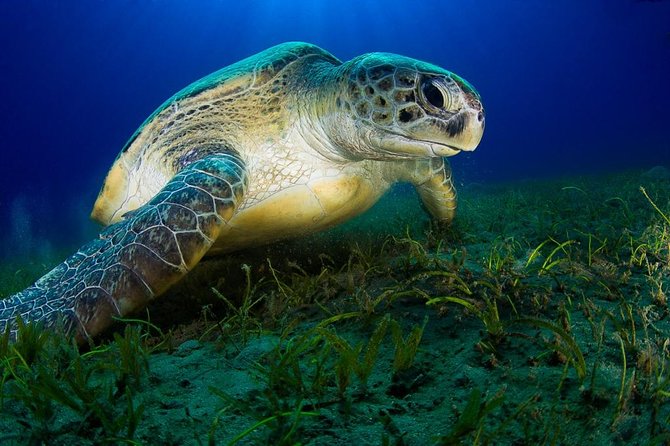 Coral Garden - Location and Inclusions