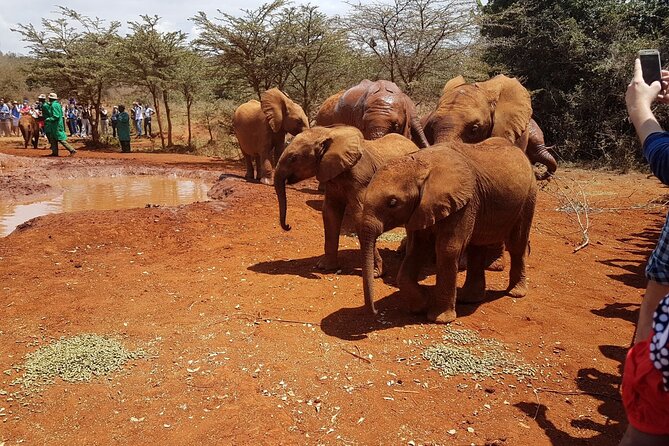 David Sheldrick Elephant Orphanage Half-Day Tour in Nairobi - Customer Reviews and Feedback
