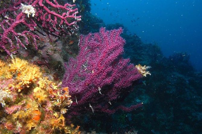 Day Scuba Diving From Marsaalam - Additional Info and Recommendations