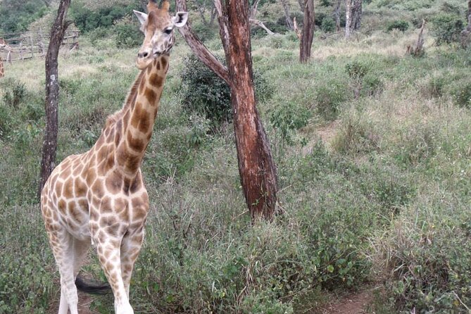Day Tour Giraffe Center, Karen Blixen and Lunch at Carnivore - Frequently Asked Questions