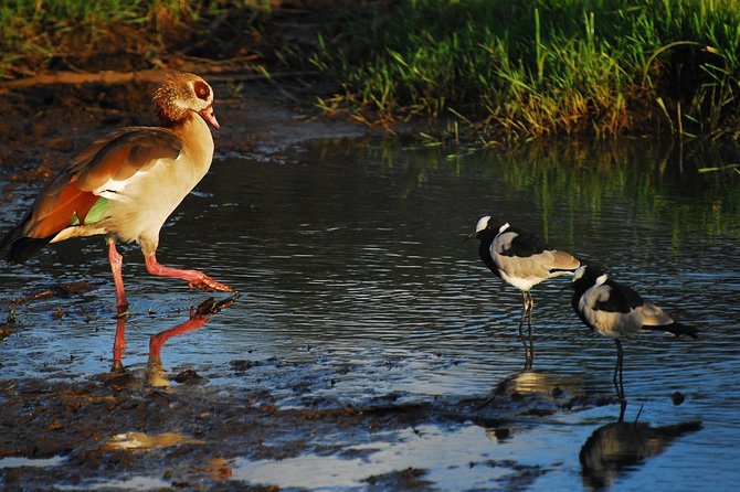 Day Tour Lake Nakuru From Nairobi - Maximum Travelers and Operator