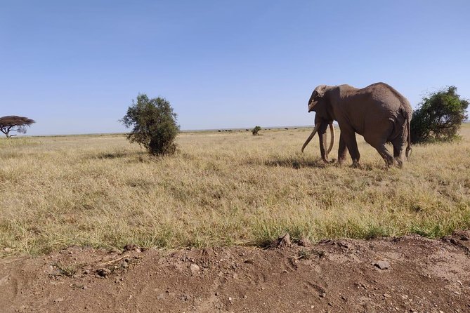 Day Tour to Amboseli National Park - Tour Logistics