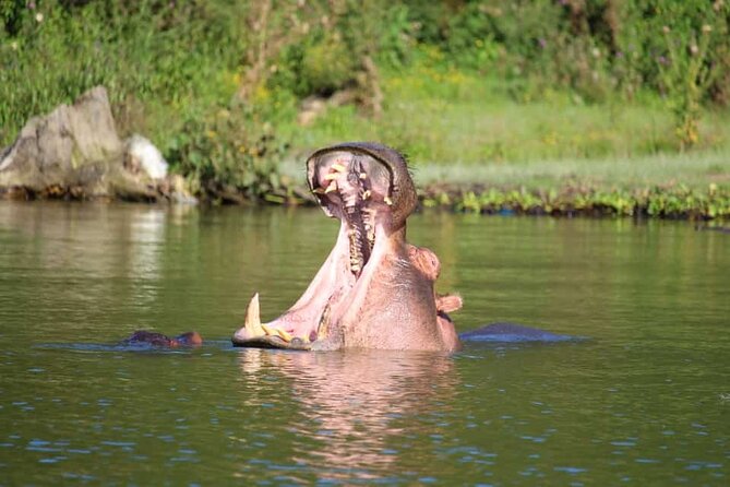 Day Tour To Hells Gate National Park and Optional Boat Ride on Lake Naivasha. - Frequently Asked Questions