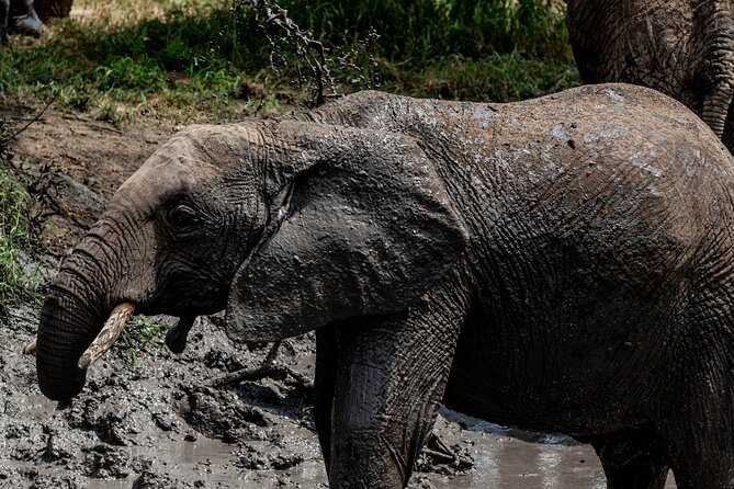 Day Tour to Ngorongoro Crater Sharing Safari - Frequently Asked Questions