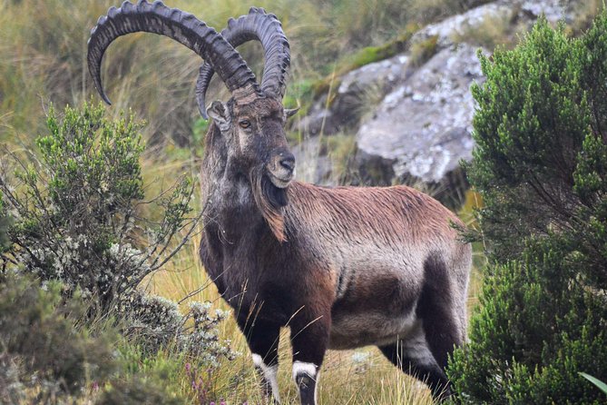 Day Trek to Simien Mountain - Small Group Personalized Experience