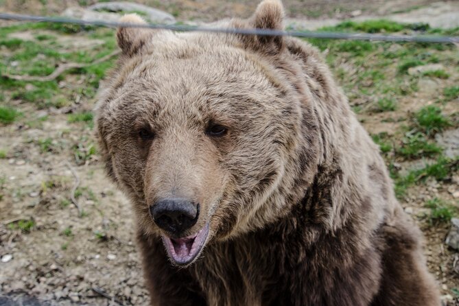 Day Trip Bear Sanctuary, Bran Castle, Rasnov Fortress From Brasov - Directions