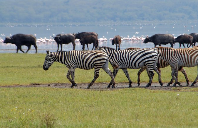 Day Trip - Lake Nakuru National Park Tour From Nairobi - Reviews and Testimonials