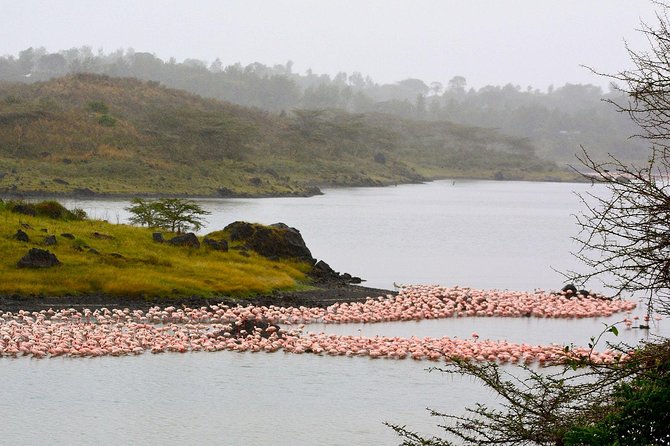 Day Trip To Arusha National Park - Safari Experience at the Park