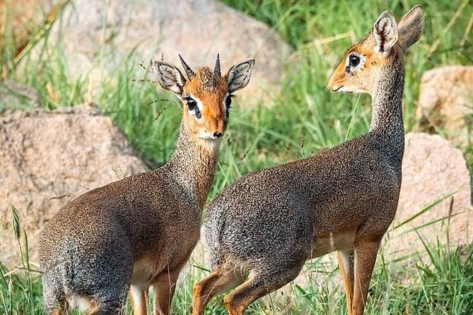 Day Trip To Arusha National Park - Reservation Details