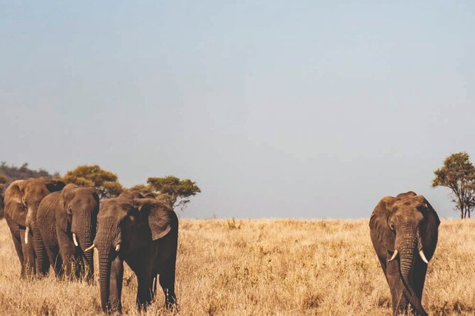 DAY TRIP to Mikumi National Park From Zanzibar - Trip Itinerary