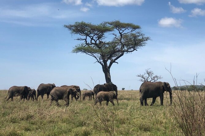 Day Trip to Ngorongoro Crater - Ngorongoro Crater Overview