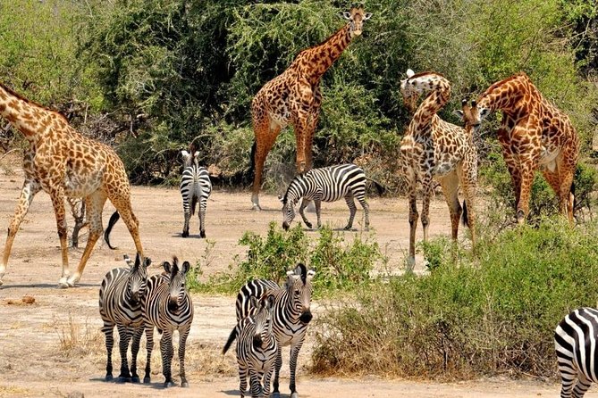 Day Trip to Selous National Park From Zanzibar or Dar Es Salaam - Meeting and Pickup