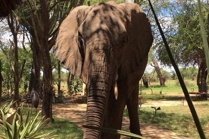 Day Trip to Tarangire National Park From Arusha / Kilimanjaro - Inclusions