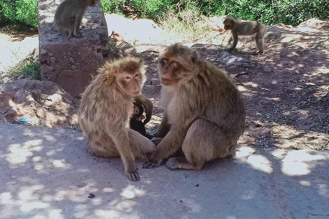 Day Trip to the Ouzoud Waterfalls. - Trip Overview