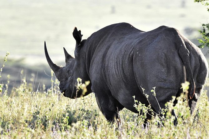 Day TripTour in Nairobi Inclusive of Free Hotel /Apartment Pickup - Inclusions and Amenities